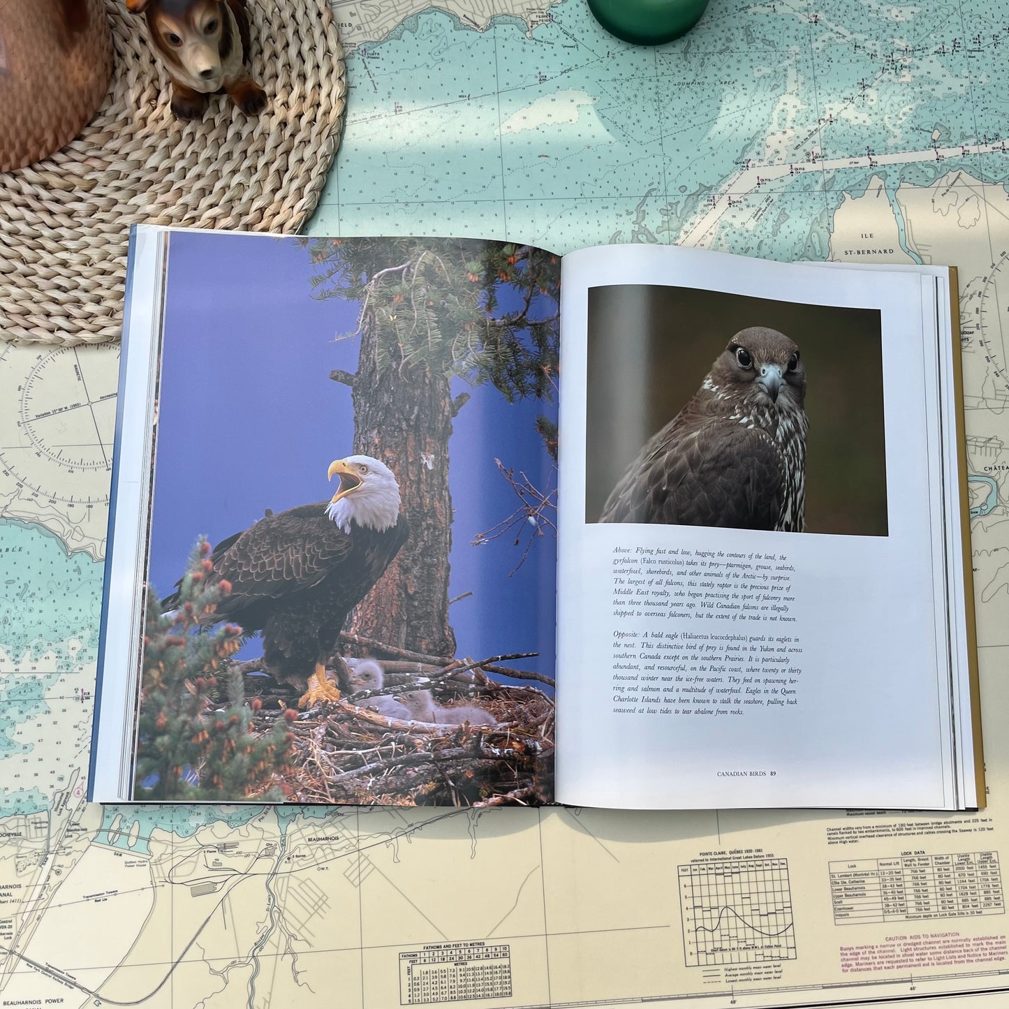 Vintage 1998 Canadian Birds by Bruce Obee Hardcover Book