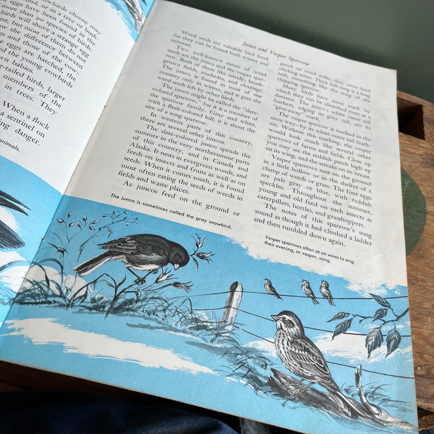 Vintage 1973 A Golden Exploring Earth Book Birds