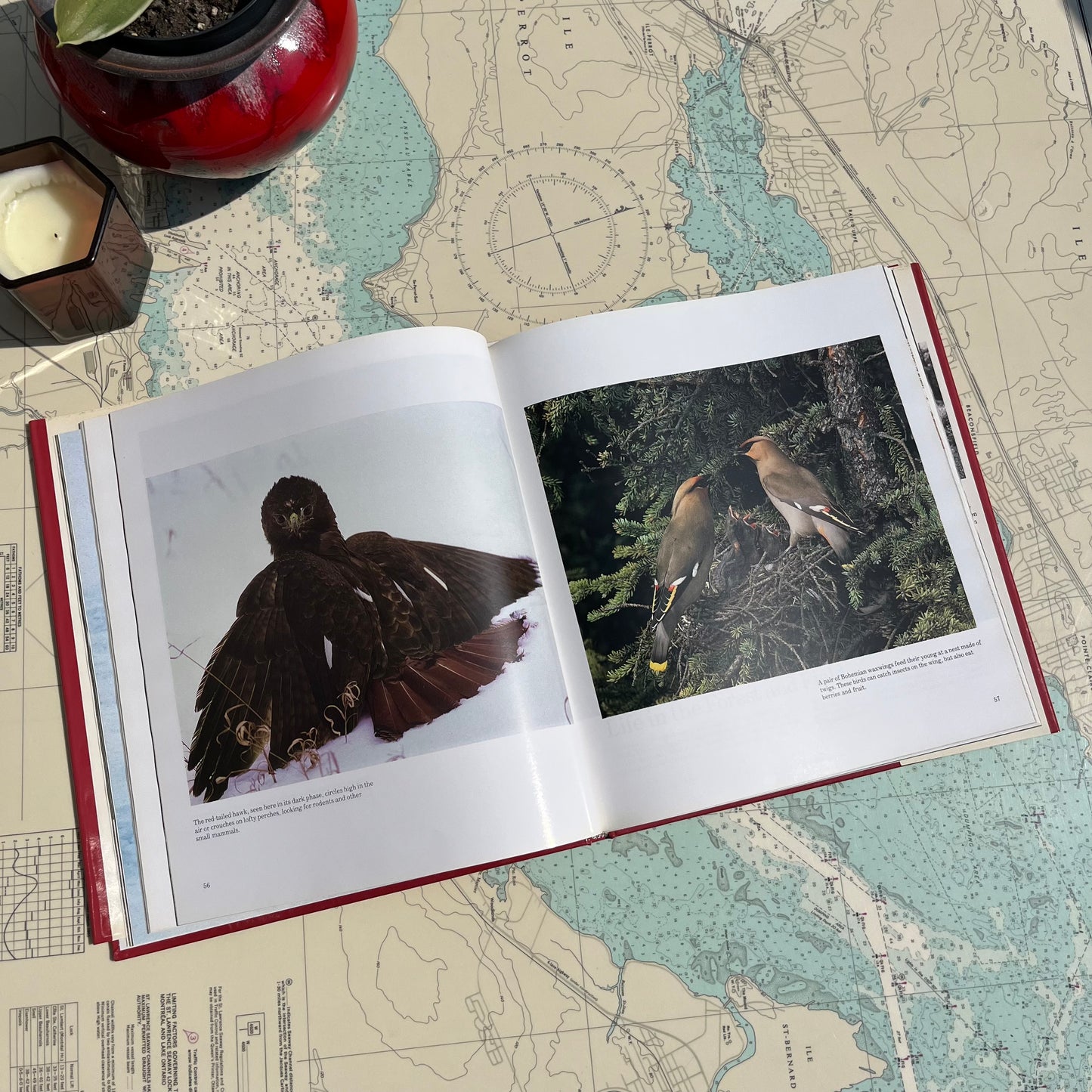 Vintage 1986 Wilderness Canada: A Portrait of Canada's Wildlife