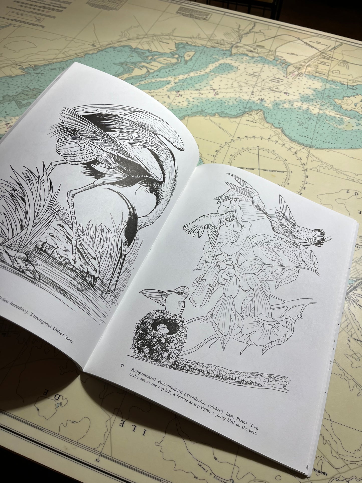 Audubon’s Birds of America Colouring Book