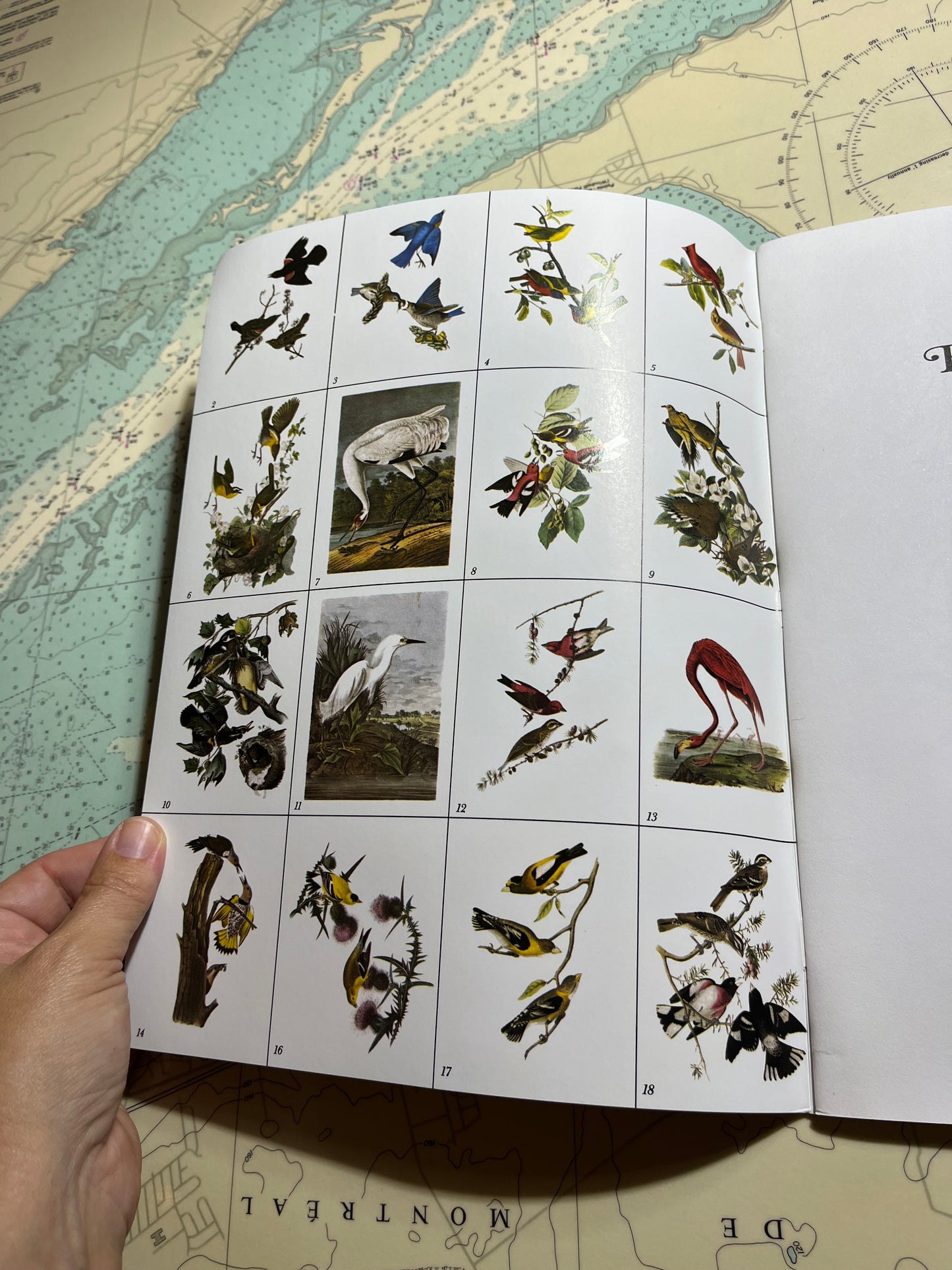 Audubon’s Birds of America Colouring Book